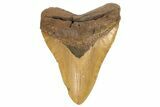 Fossil Megalodon Tooth - North Carolina #192487-2